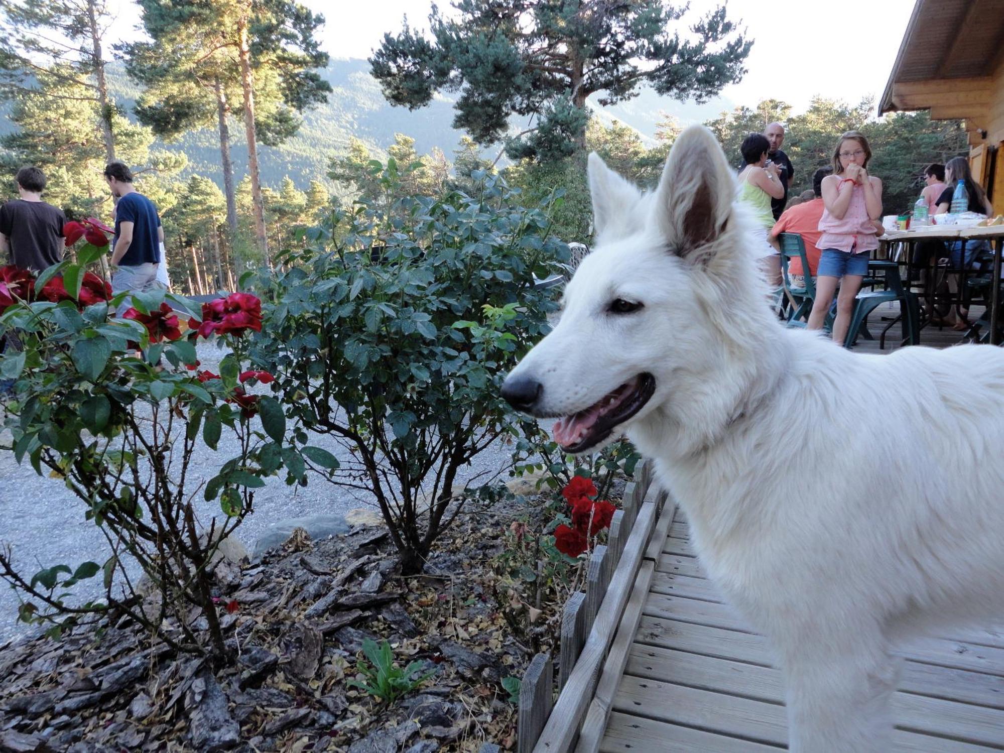 Hotel Parc Residentiel De Loisir : Le Loup Blanc Du Riou Barcelonnette Zewnętrze zdjęcie
