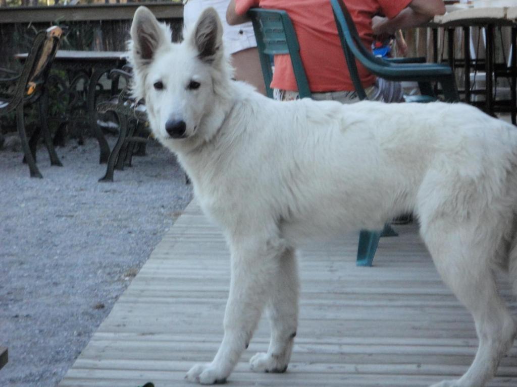Hotel Parc Residentiel De Loisir : Le Loup Blanc Du Riou Barcelonnette Zewnętrze zdjęcie